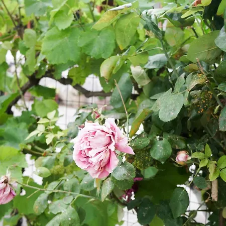 Dolanit Апартаменты